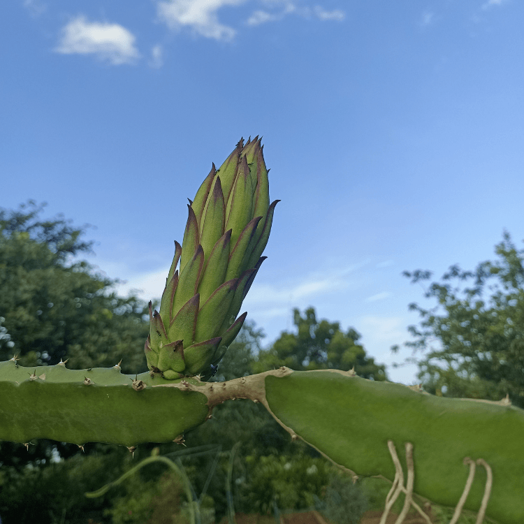 Dragon Fruit Saplings