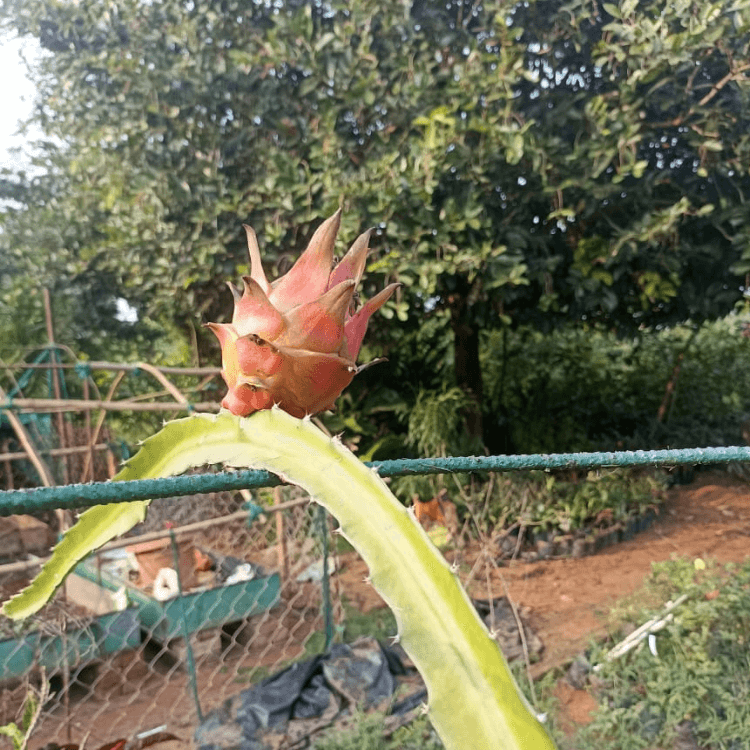 Dragon Fruit Saplings