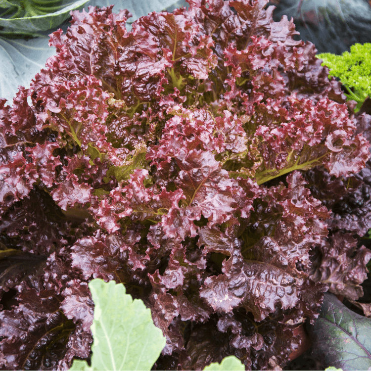 Red Sail Lettuce Plant - Garden Salad