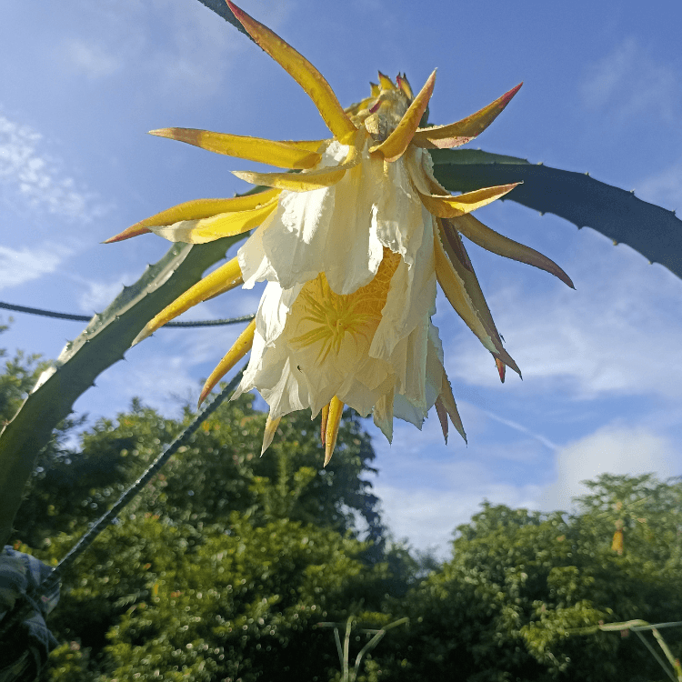 Dragon Fruit Saplings