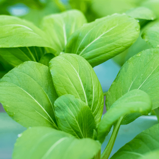 Bok Choy Lettuce Plant - Garden Salad