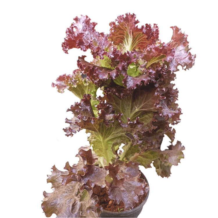 Red Sail Lettuce Plant - Garden Salad