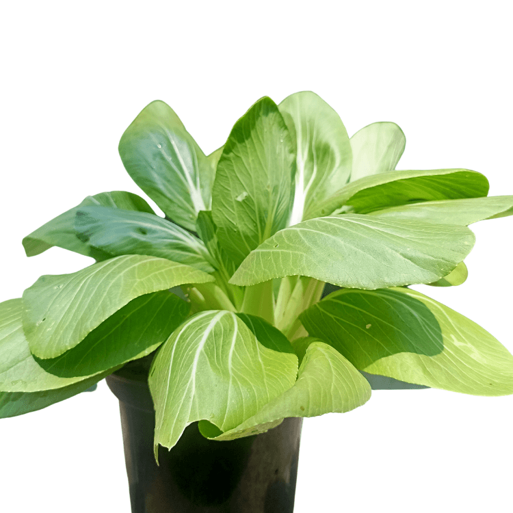 Bok Choy Lettuce Plant - Garden Salad